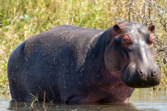 Imagen de Hipopótamos y...: Hipopótamos con Steve Backshall I - 2
