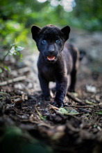 Imagen de Emma y el jaguar negro - 5
