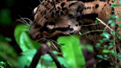 Imagen de Extinct Or Alive (T1): El leopardo nublado de Formosa - 2