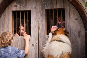Imagen de Lassie. Una nueva aventura - 13