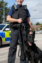 Imagen de Perros detectives (T1): A pesar de todo - 1