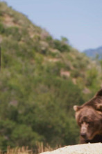 Imagen de Man Vs Bear (T1): El escocés volador - 1