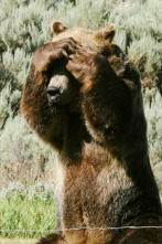 Imagen de Man Vs Bear (T1): Instinto básico - 1