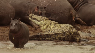 Imagen de Safari letal: Cocodrilo vs. hipopótamo - 1