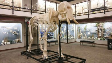 Imagen de Misterios en el museo: Mascota presidencial - 2