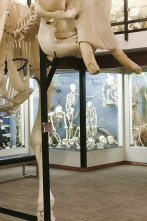 Imagen de Misterios en el museo: Mascota presidencial - 1