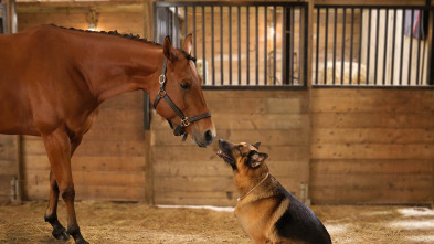 Imagen de Hudson & Rex (T6): Ep.11 Entre perros y caballos - 1