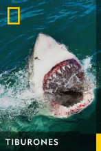 Imagen de Tiburones  - 1