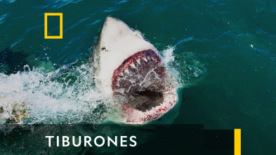 Imagen de Tiburones  - 2