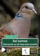 Imagen de Así somos: salvando la tórtola extremeña - 1