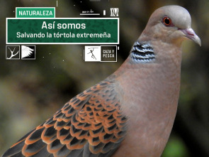 Imagen de Así somos: salvando la tórtola extremeña - 2
