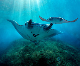 Imagen de Asia: Bajo las olas - 1