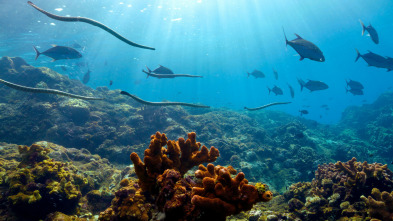 Imagen de Asia: Bajo las olas - 9