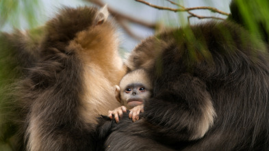 Imagen de Asia: Por las nubes - 3