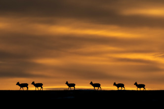 Imagen de Asia: Los desiertos - 1