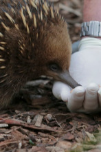 Imagen de Expedición al pasado: En busca del Tigre de Tasmania - 1