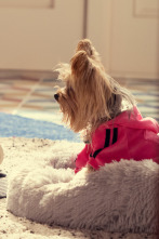 Imagen de Cachorritos:... (T1): Princesa - 1