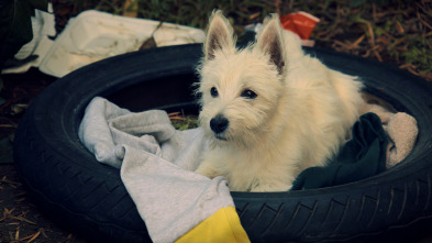 Imagen de Cachorritos:... (T2): Copito - 2