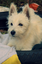 Imagen de Cachorritos:... (T2): Copito - 1