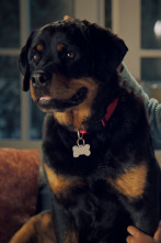 Imagen de Cachorritos:... (T2): Molly - 1