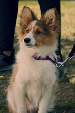 Imagen de Cachorritos:... (T2): Chisme - 1