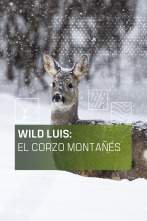 Imagen de Wild Luis: El Corzo montañés - 1
