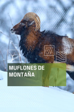 Imagen de Muflones de montaña - 1