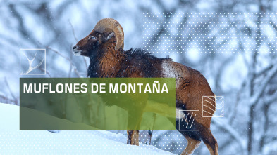 Imagen de Muflones de montaña - 2