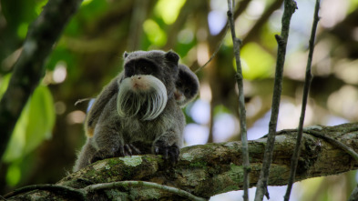 Imagen de The Americas: El Amazonas - 2