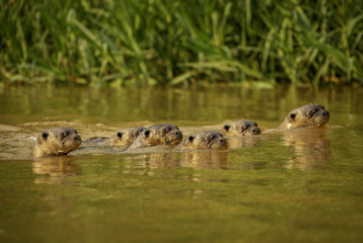 Imagen de The Americas: El Amazonas - 3