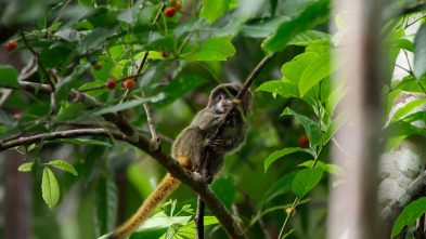 Imagen de The Americas: El Amazonas - 4