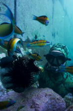Imagen de Apnea con David... (T1): Portugal, Azores y Cabo Verde - 1