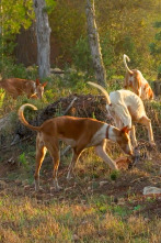 Imagen de Islas con tradición (T1): Pasión por el perro Ibicenco - 1