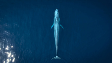 Imagen de Animales a lo grande: La ballena gris - 2