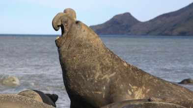 Imagen de Animales a lo grande: El elefante marino - 2