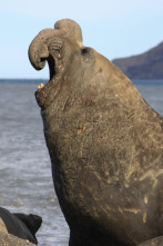 Imagen de Animales a lo grande: El elefante marino - 1