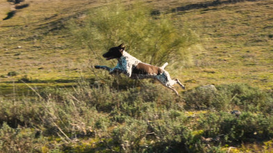 Imagen de Perros de caza (T1): Braco alemán - 2