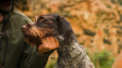 Imagen de Perros de caza (T1): Drahthaar - 2