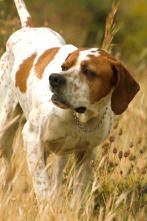 Imagen de Perros de caza (T1): Pointer - 1