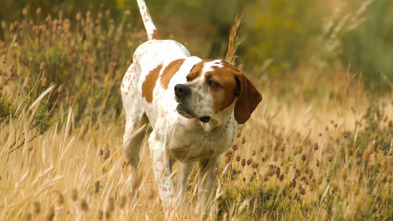 Imagen de Perros de caza (T1): Pointer - 2