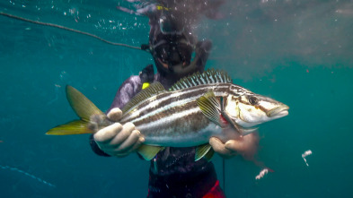 Imagen de Pesca submarina en los...: Arún de aleta azul - 2