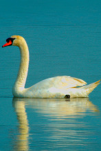 Imagen de Especies (T3): Cisne vulgar - 1