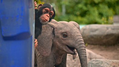 Imagen de Jane (T3): Loxodonta africana - 2