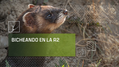 Imagen de Bicheando en la R2 - 2