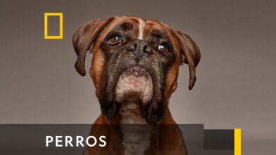 Imagen de Perros  - 2