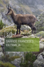 Imagen de Sarrios franceses en familia - 2