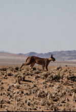 Imagen de Ataques felinos   - 6
