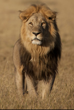Imagen de Savage Kingdom: Madre de leones - 5