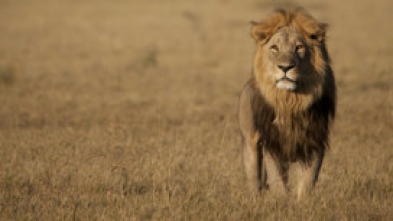 Imagen de Savage Kingdom: Madre de leones - 6
