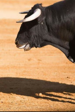 Imagen de Toros y pueblos - 4